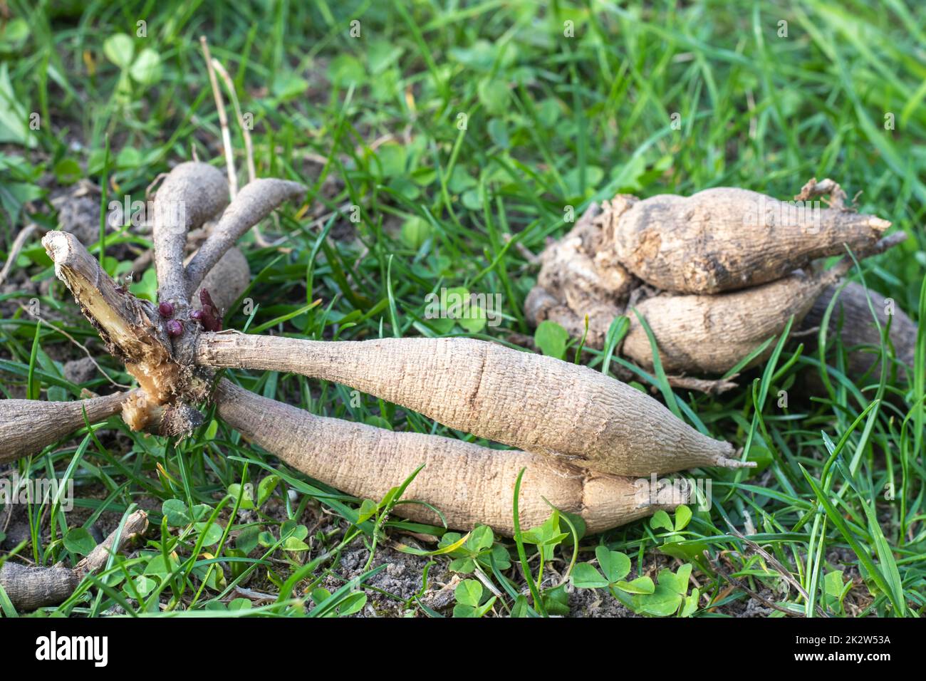Dahlia tubers on the ground, sprouting. Hybrid bulbs before planting. Eye of a dahlia tuber with a shoot - ready for spring planting. A plant of the Asteraceae family with tuberous roots. Stock Photo