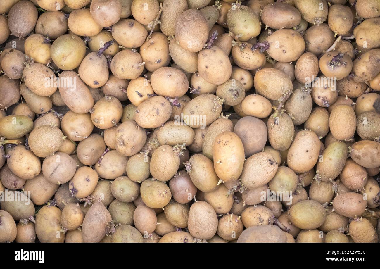 Background of potatoes for planting with sprouted shoots, top view