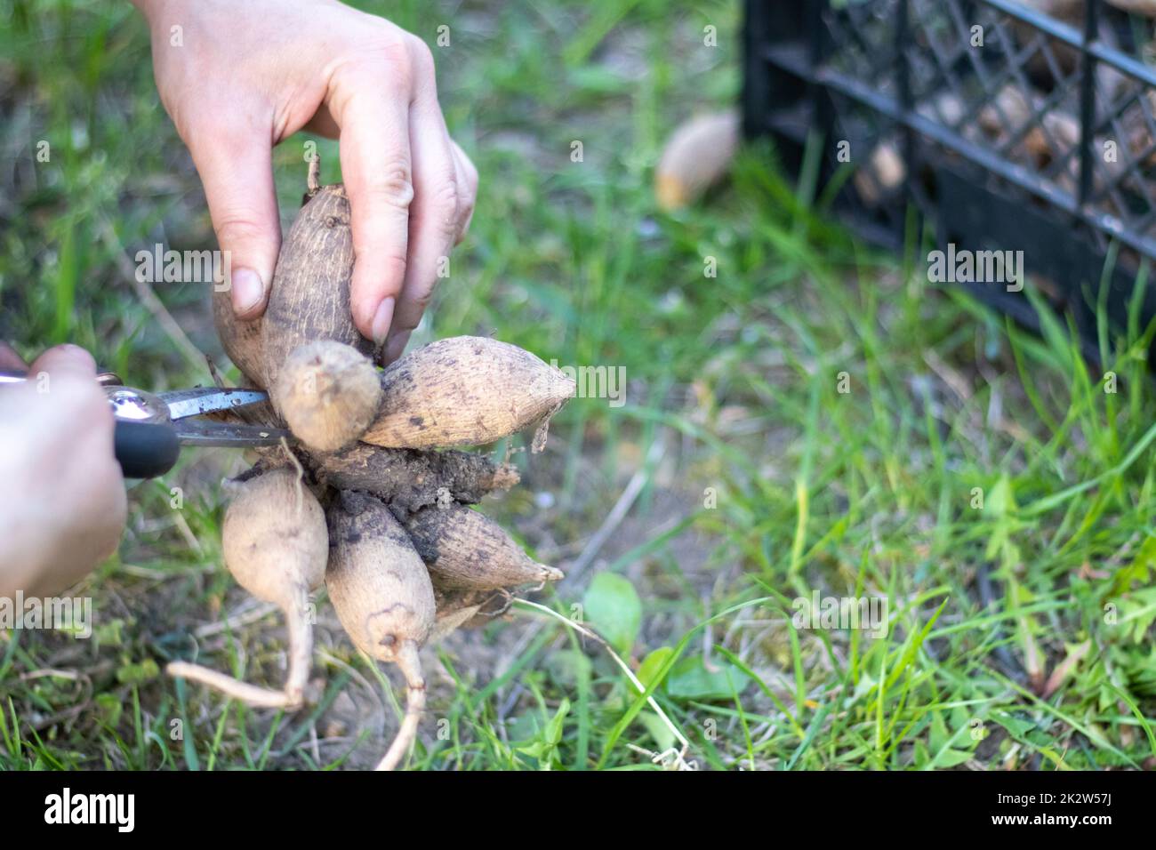 The gardener sorts out dahlia tubers. Plant root care. Dahlia tubers on the ground before
