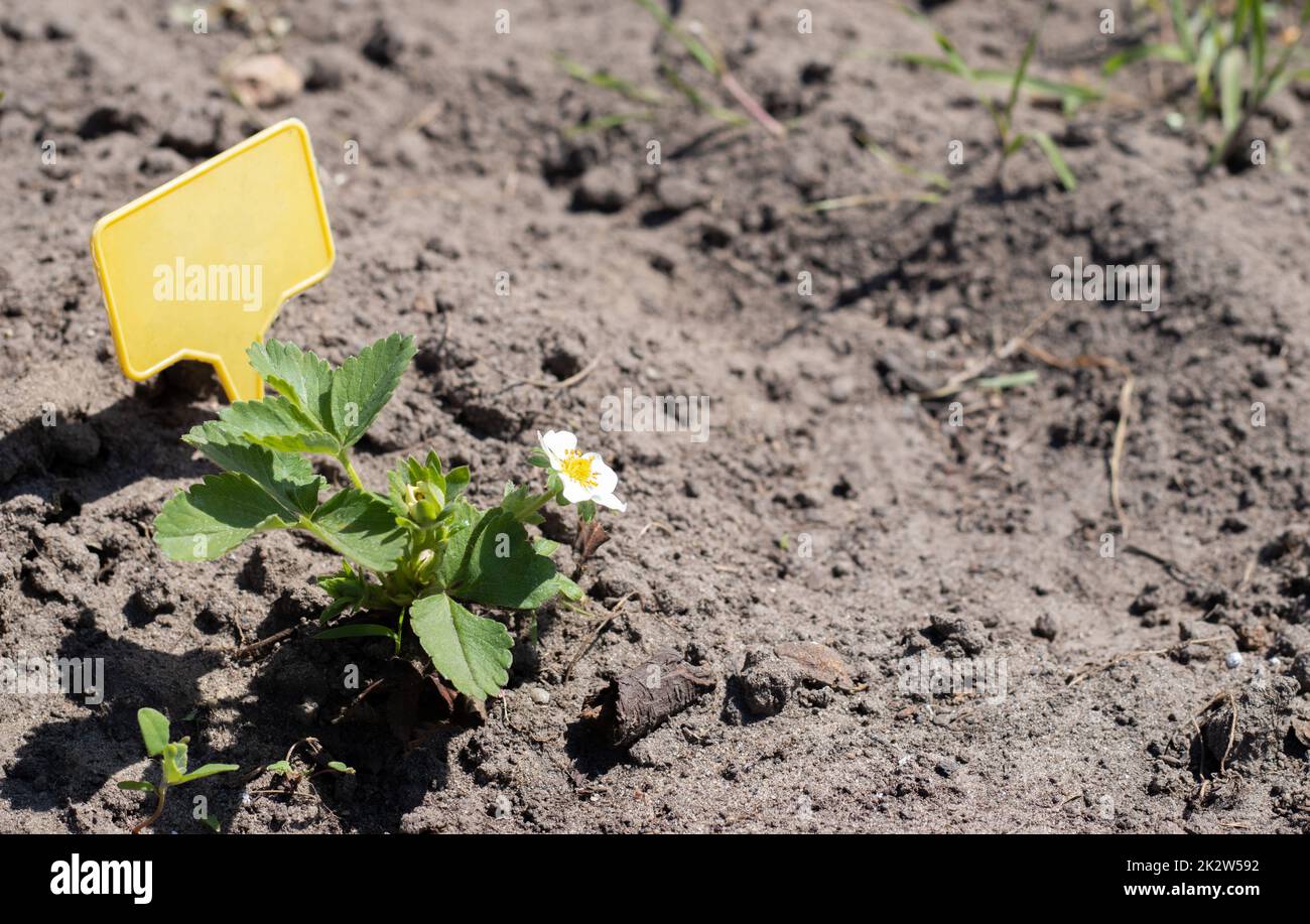 Strawberries in the spring garden with a yellow garden label for ...