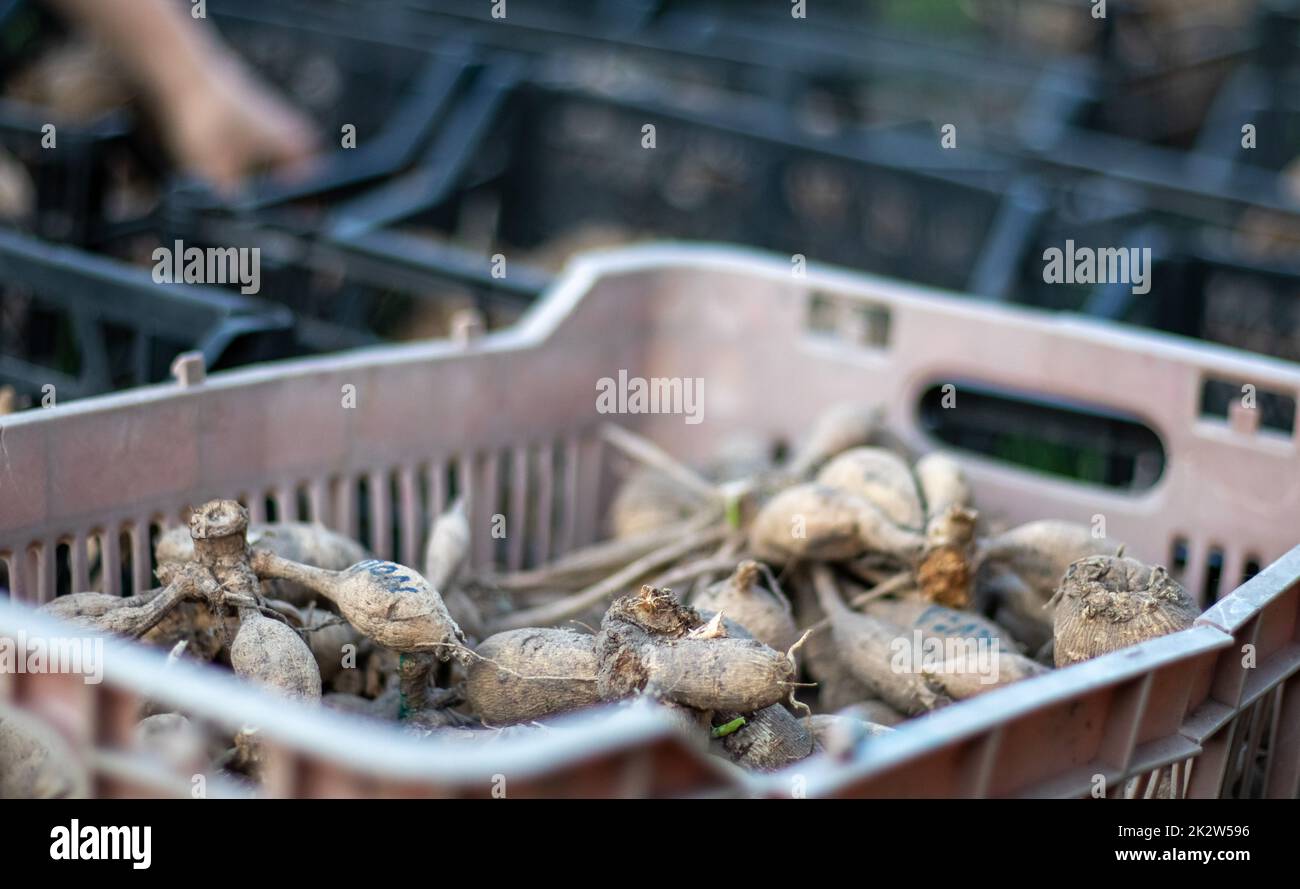 Plastic black garden boxes with dahlia flower roots. Flower tubers dry