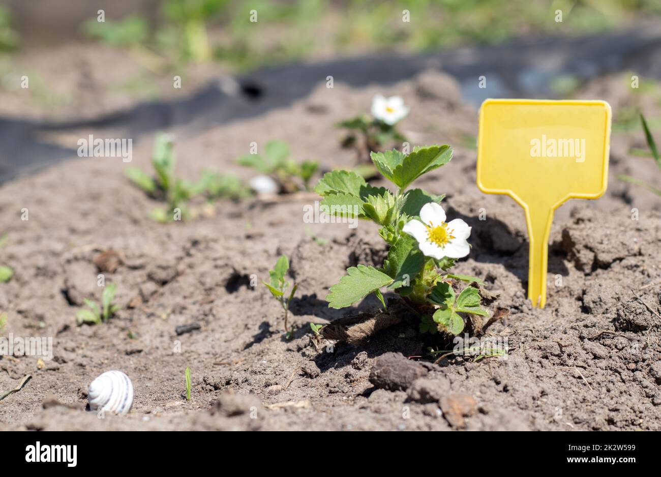 Botanical labeling hi-res stock photography and images - Alamy