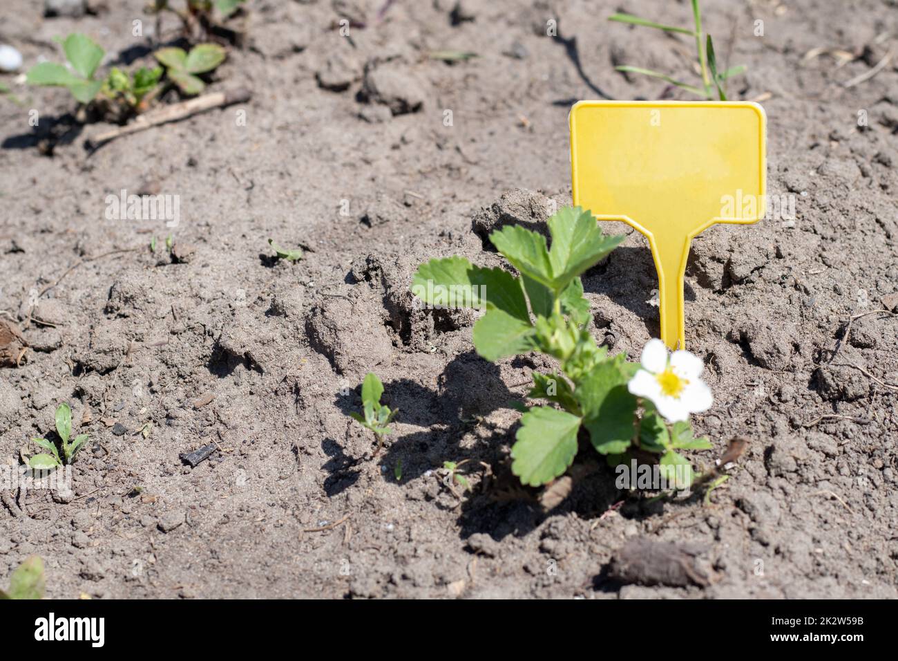 Strawberries in the spring garden with a yellow garden label for ...