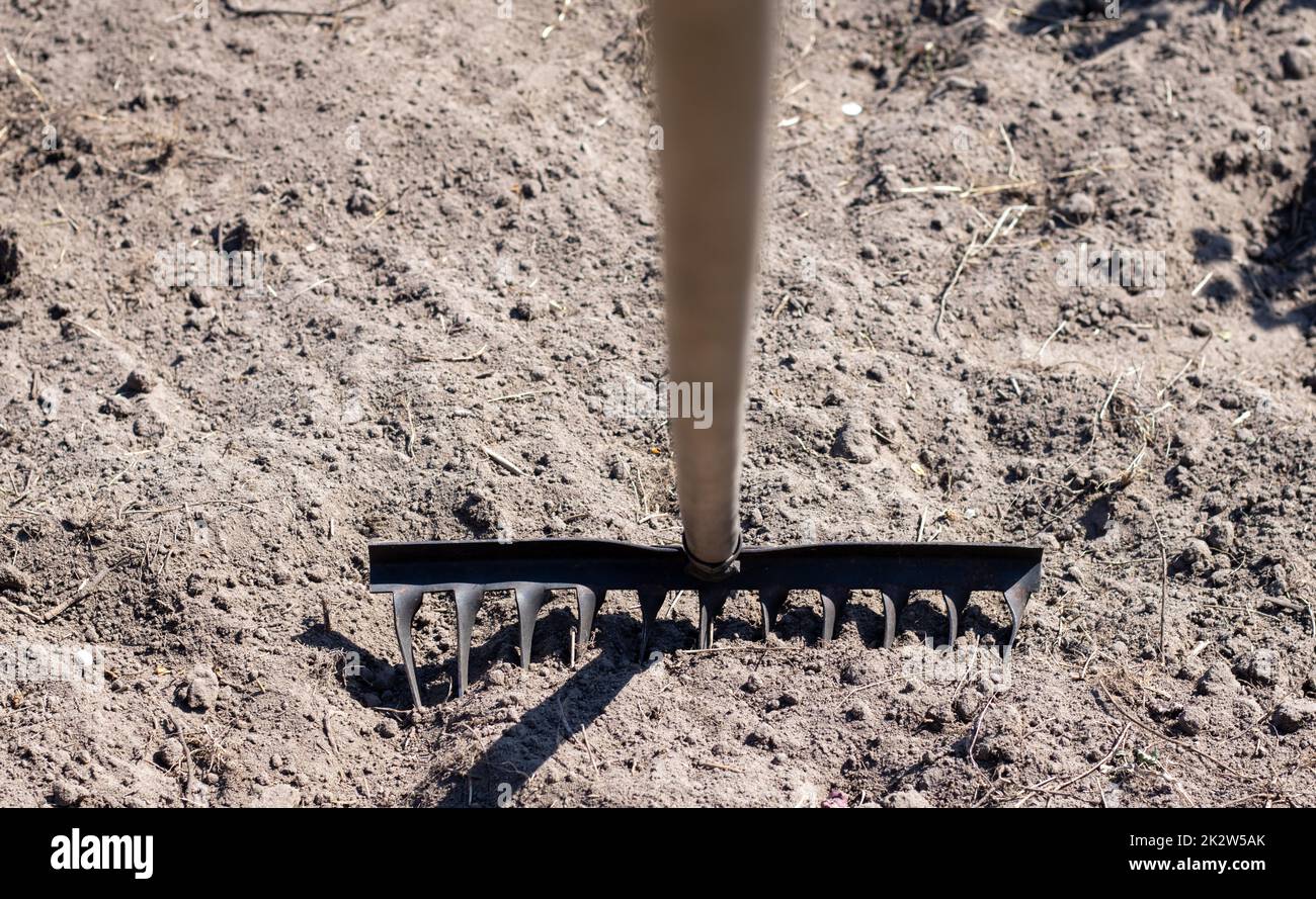 Photo of a garden rake on a bed. Old metal rake in the garden. Spring