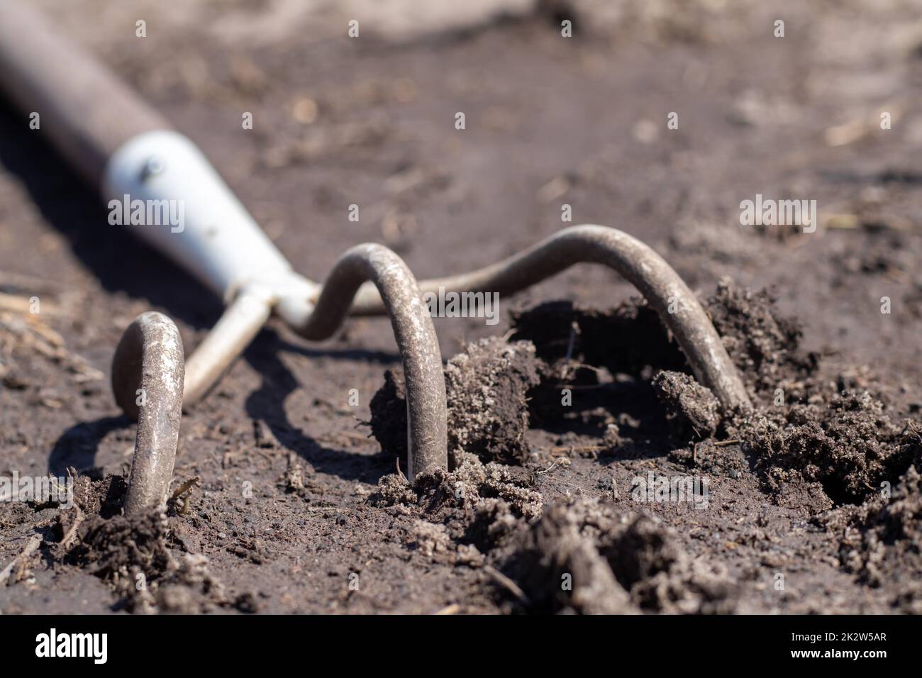 A small dusty rake used in home gardens. Garden tools for gardening and care of plants at home and in the garden. Spring or summer garden work. Dig up a piece of land among the weeds. Stock Photo