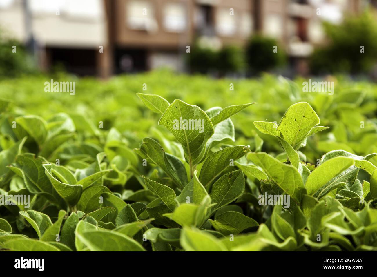 Green bush background Stock Photo - Alamy