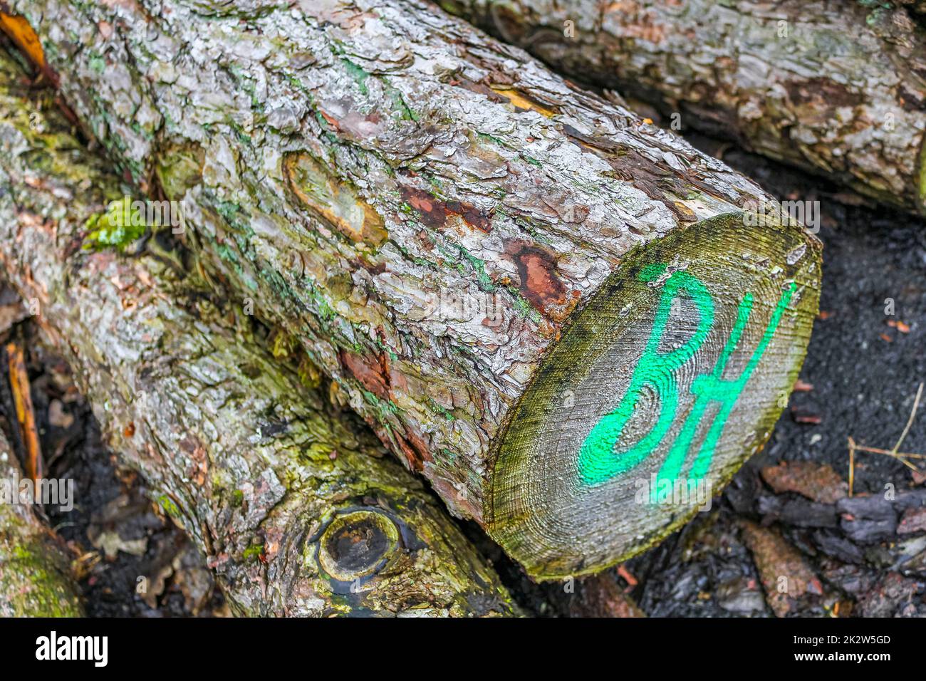Sawed off and stacked logs tree trunks forest clearing Germany. Stock Photo