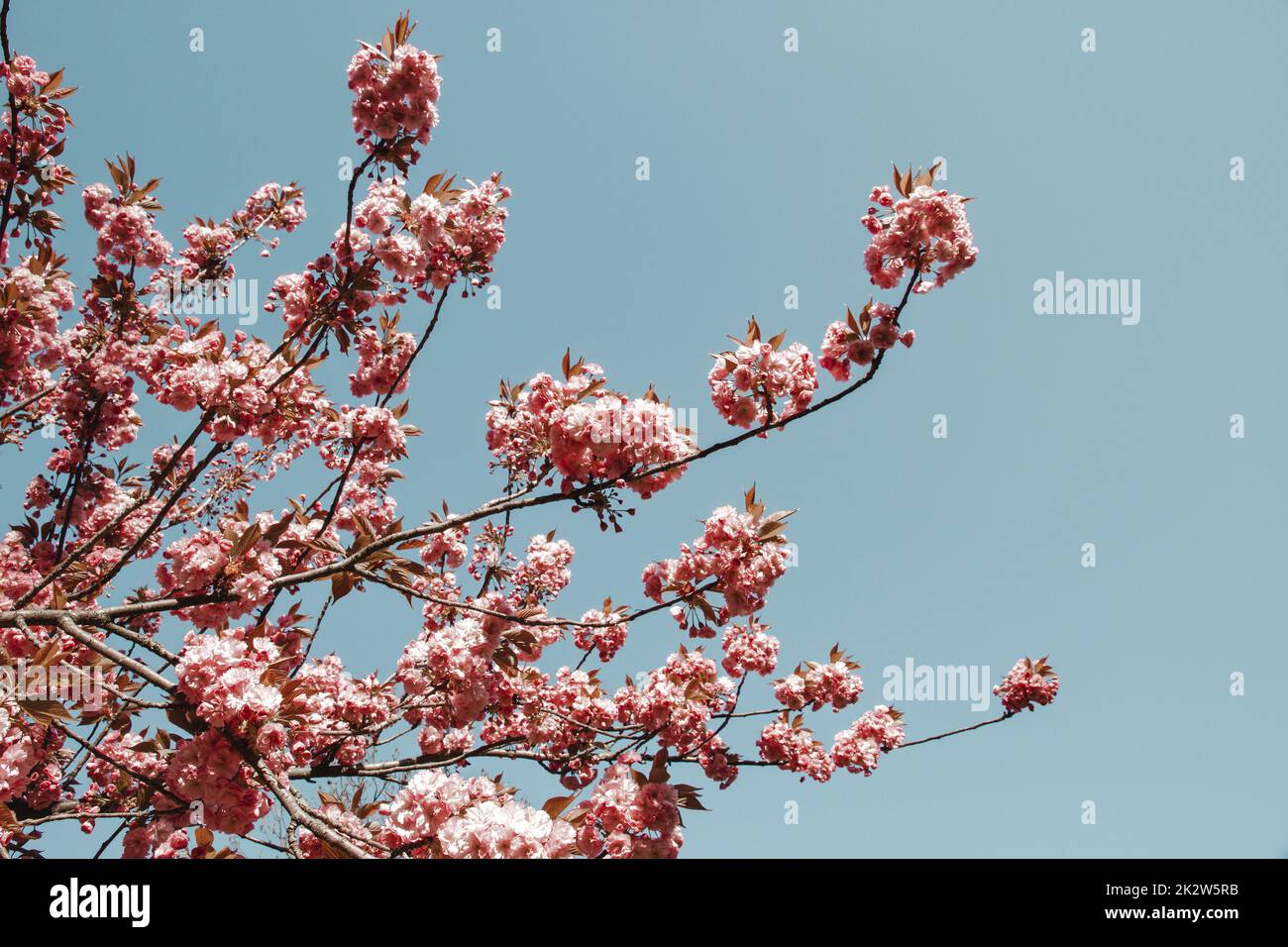 Japanese cherry blossom branch in spring Stock Photo - Alamy