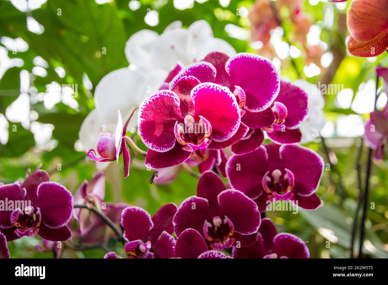 Orchid flower, pink Phalaenopsis Stock Photo