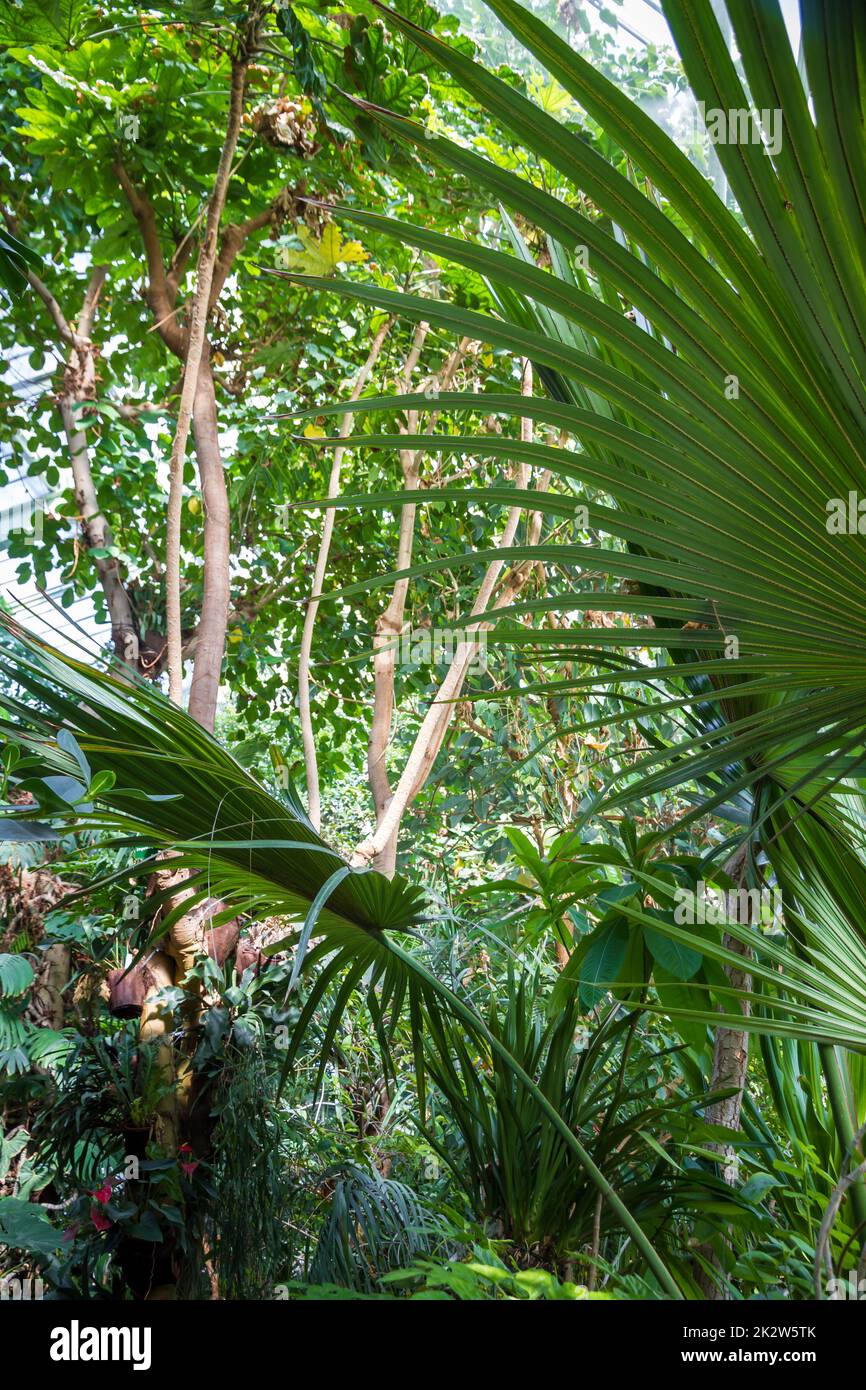 Tropical jungle forest background Stock Photo - Alamy