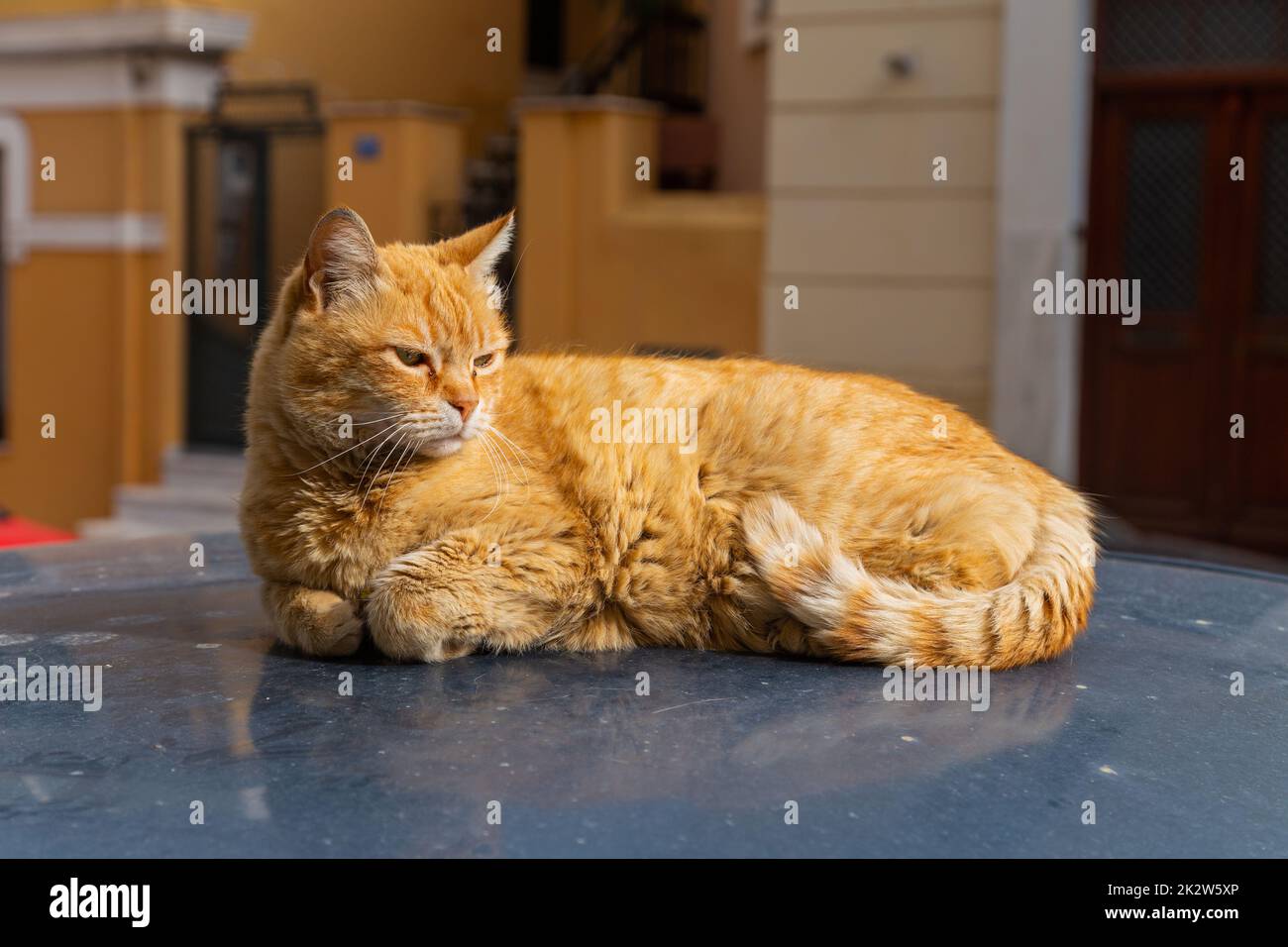 cat sleeping on a car Stock Photo Alamy