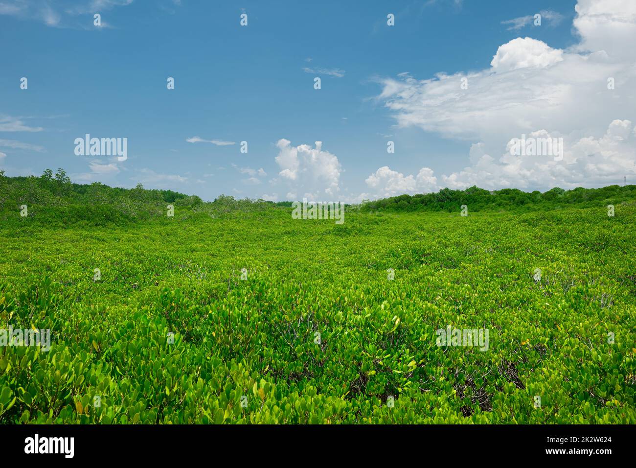 Group of tree background with sunny day blue sky white clouds Stock Photo