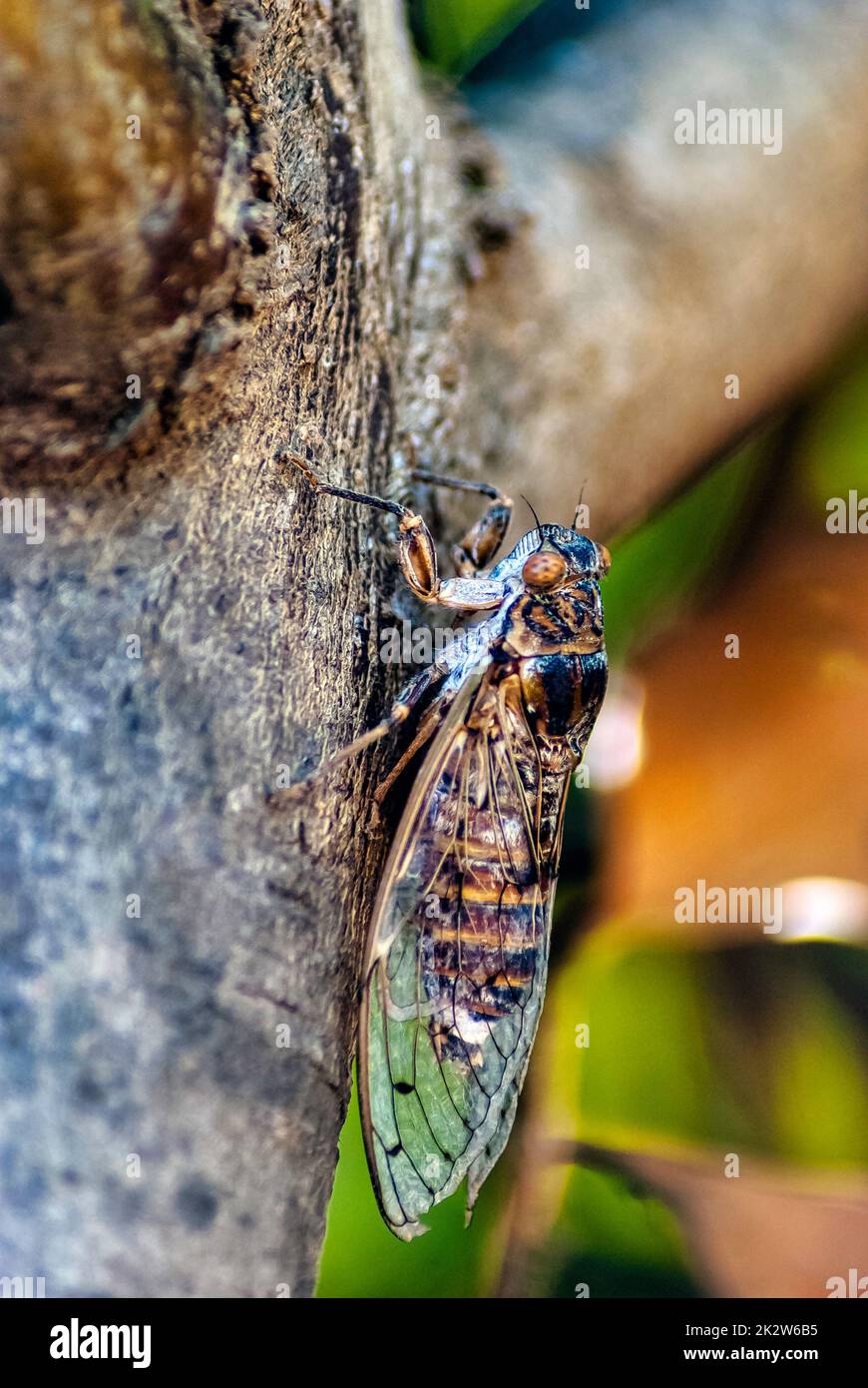 Cretan Cicada Cicada Cretensis Gouves Crete Greece Stock Photo cretan-cicada-cicada-cretensis-gouves-crete-greece-stock-photo
