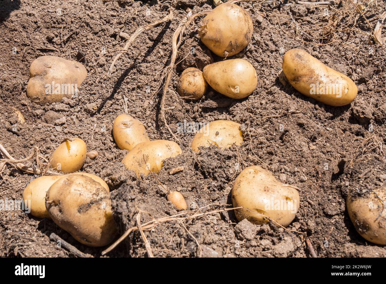 Harvesting the potato crop still on the ground Stock Photo