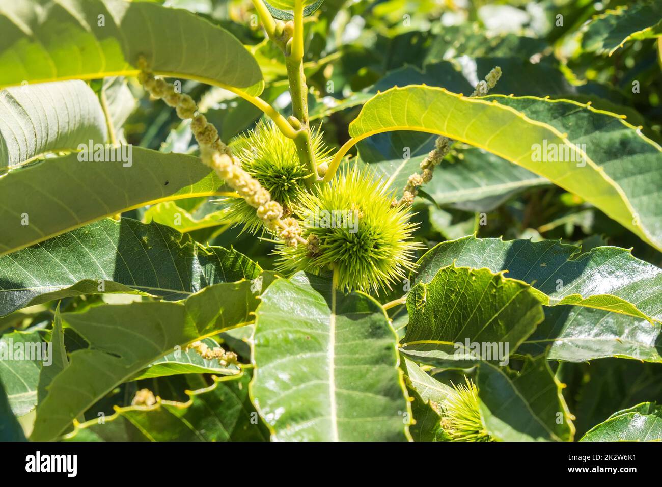 Green spiky hedgehogs of chestnut fruit on the tree Stock Photo