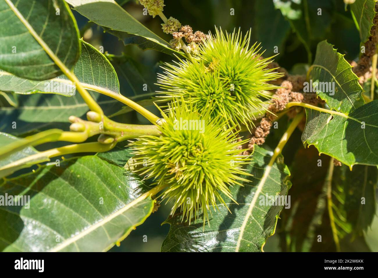 Green spiky hedgehogs of chestnut fruit on the tree Stock Photo