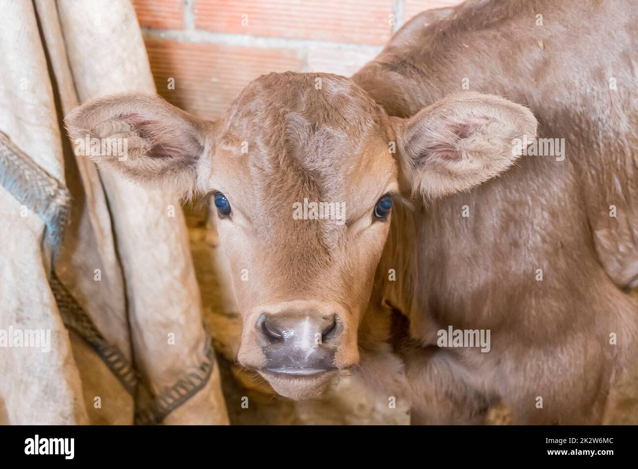 Newborn calf looking curious waiting for mother's milk Stock Photo Alamy