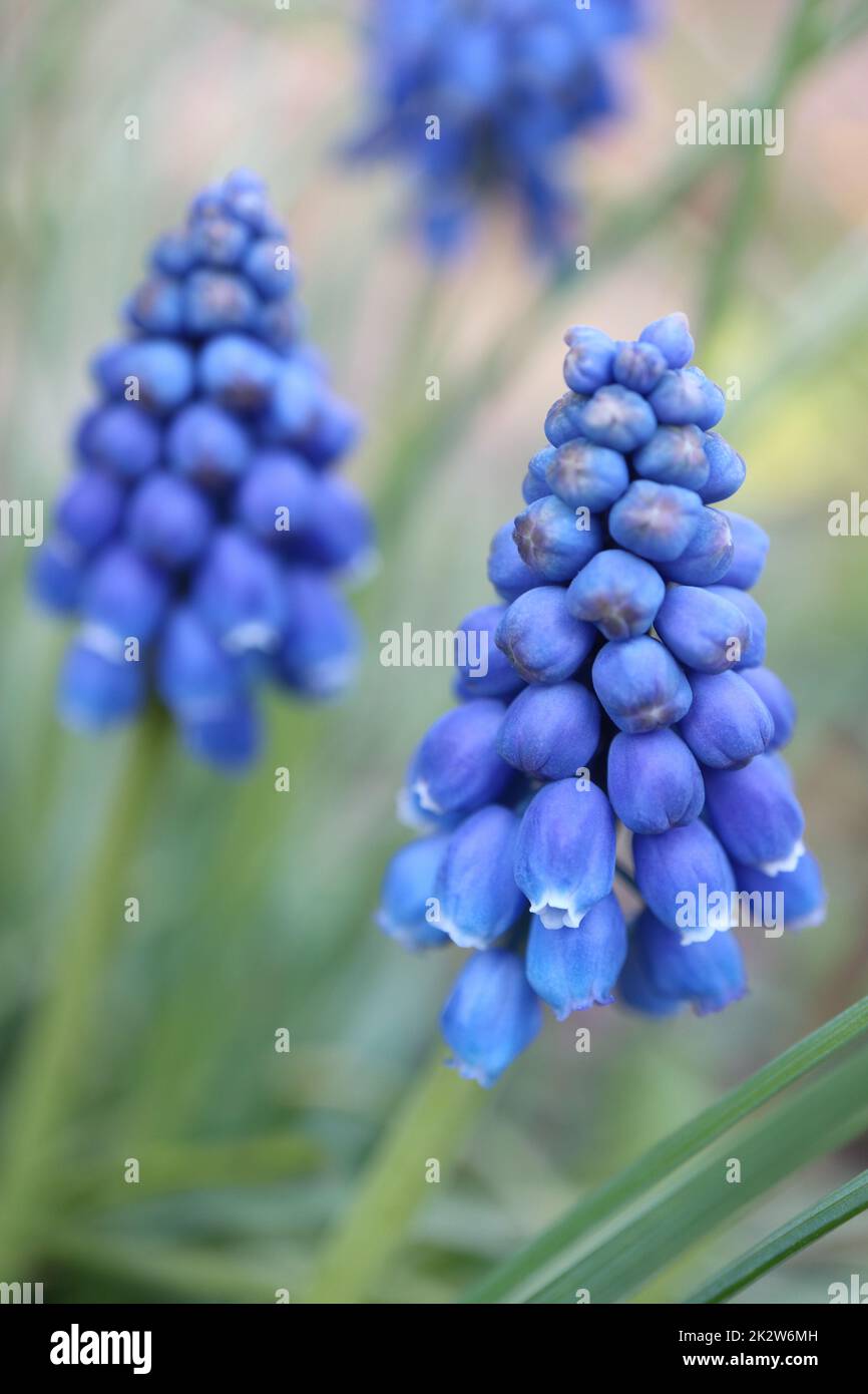 Blue Grape Hyacinth with soft petals and green leaves , blooming Muscari in the garden, blue spring flowers, blue  Grape Hyacinth macro, floral photo, Stock Photo