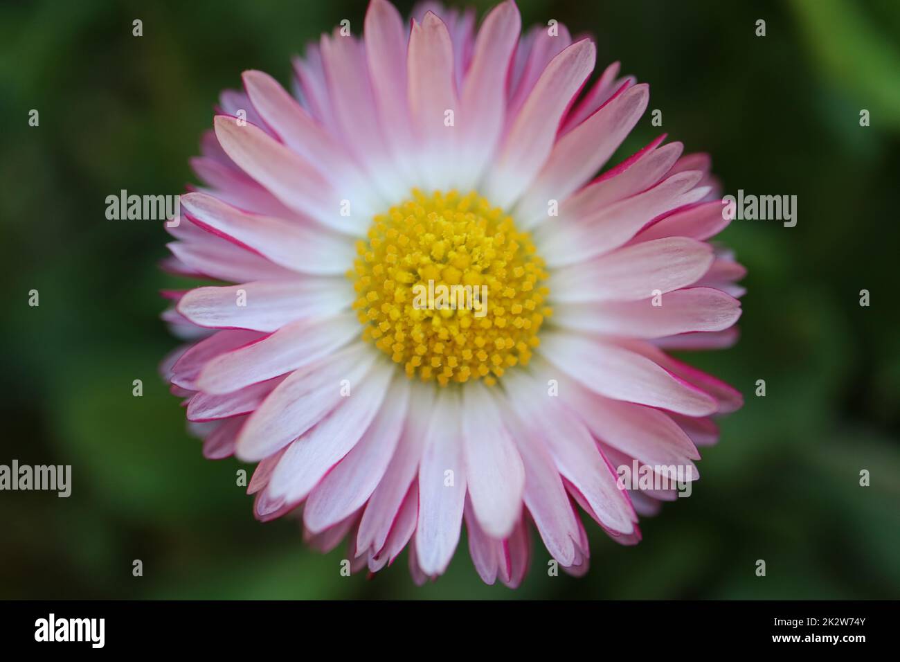 Common daisy with   white and pink petals, yellow stamens  and green leaves,  spring daisy in the garden, flower head macro, beauty in nature, floral Stock Photo