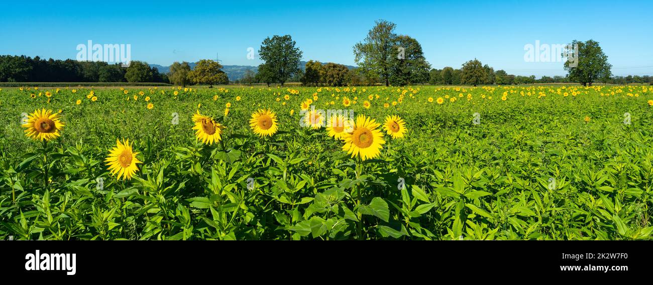 gelbe Sonnenblumen mit Bienen auf einem frisch grünen Feld. Sommer Panorama mit Blumen und Bienen an der Arbeit, blauer Himmel und Wald im Hintergrund Stock Photo