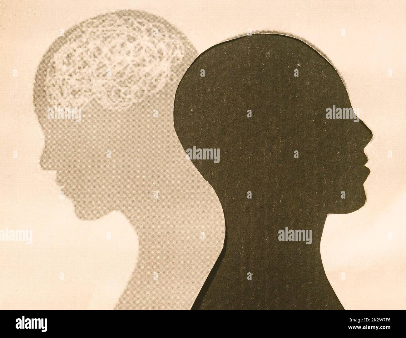 Human Brain Isolated Within Human Head and its shadow. Paper