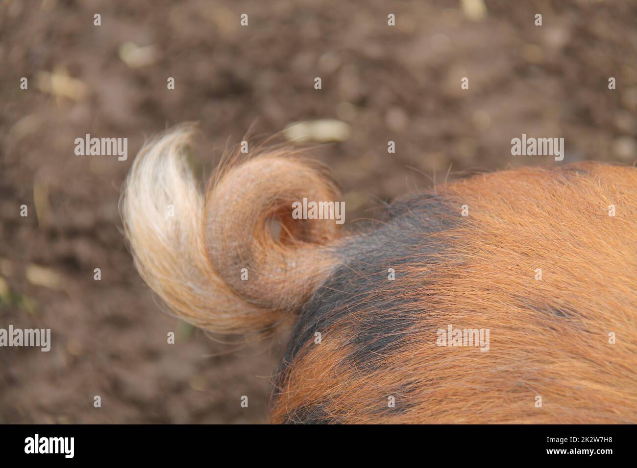 The Curly Tail of an Oxford Sandy and Black Pig. Stock Photo