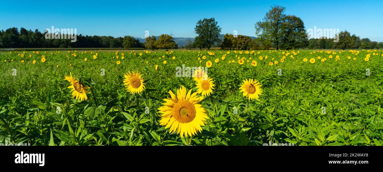 gelbe Sonnenblumen mit Bienen auf einem frisch grünen Feld. Sommer Panorama mit Blumen und Bienen an der Arbeit, blauer Himmel und Wald im Hintergrund Stock Photo