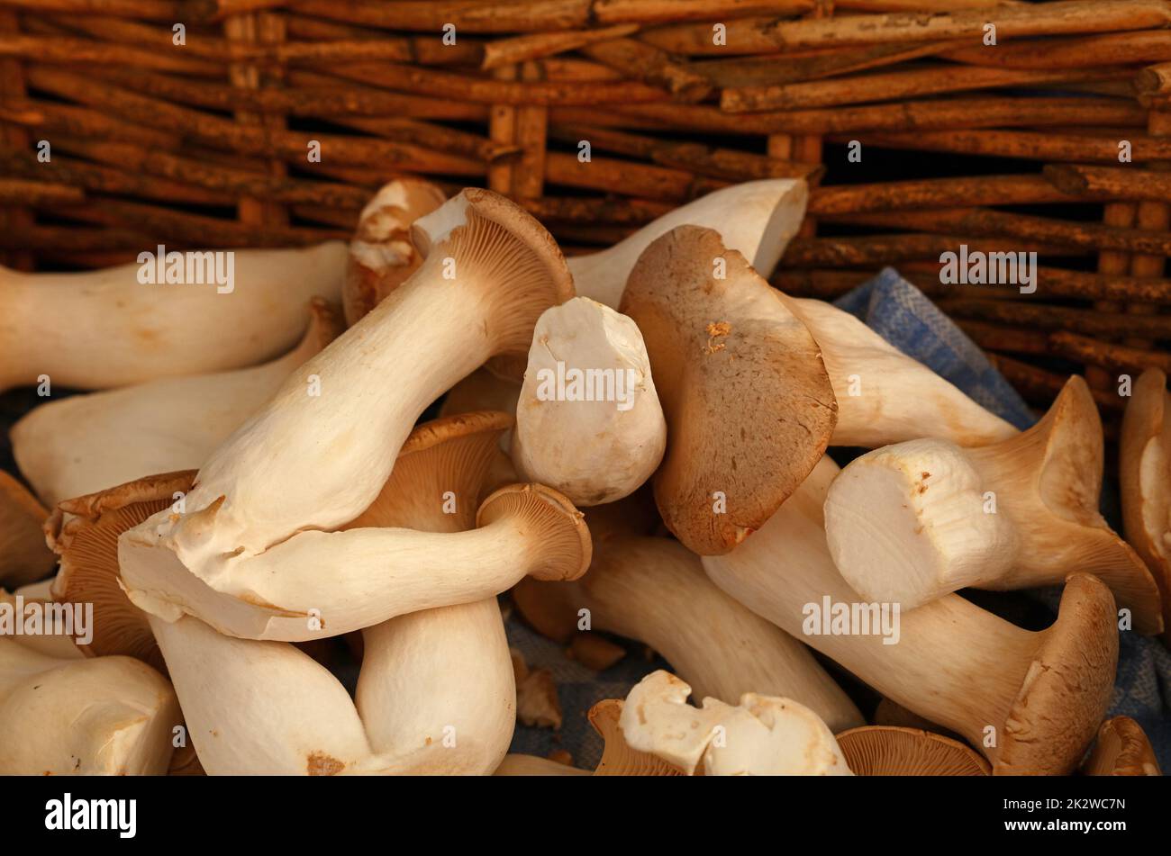 Close up king oyster mushrooms (Pleurotus eryngii, also known as brown trumpet or French horn