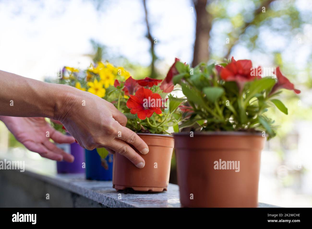 woman hands arranging flower pots on the balcony Stock Photo