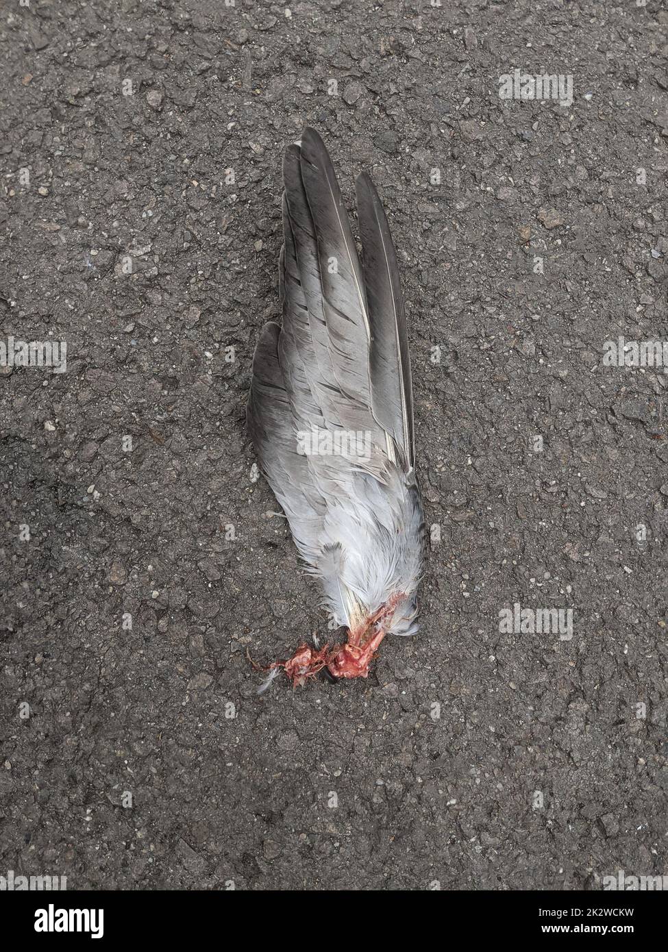 feathered wing remains of a dead grey pigeon on the sidewalk Stock Photo