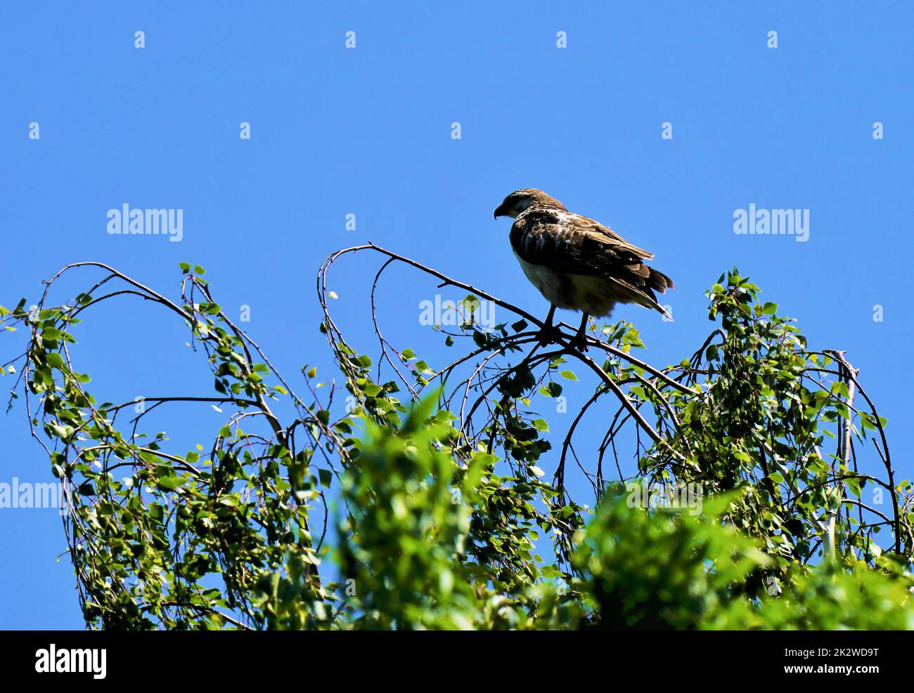 Eurasian buzzard in nature sitting on a branch Stock Photo