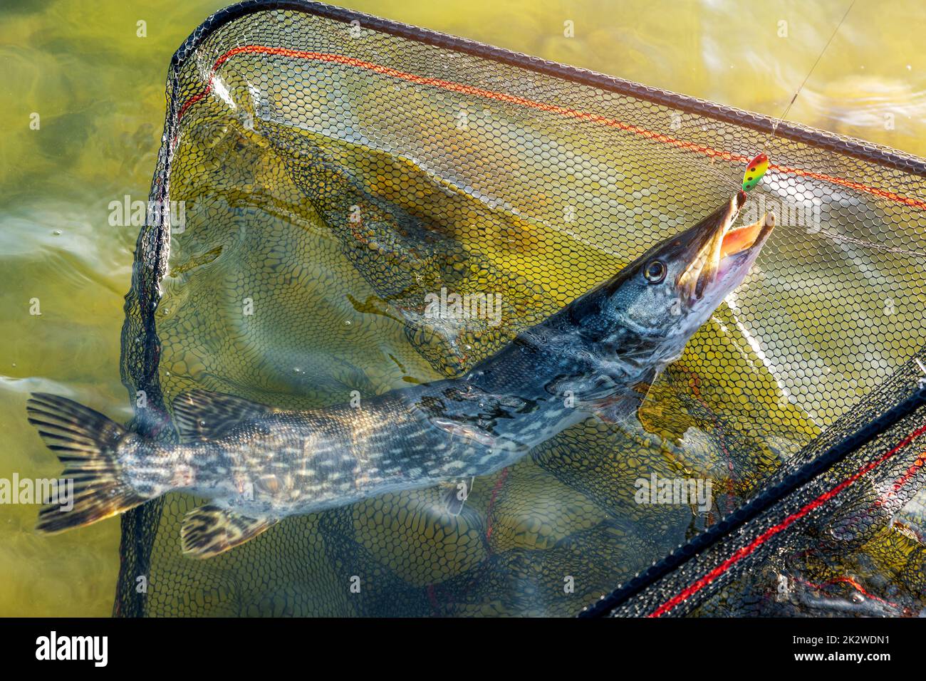 pike fish in landing net caught with spinner lure Stock Photo
