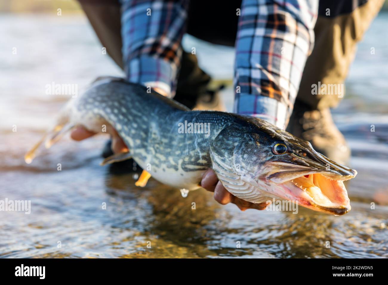 fisherman holding big pike fish above water. catch and release fishing Stock Photo