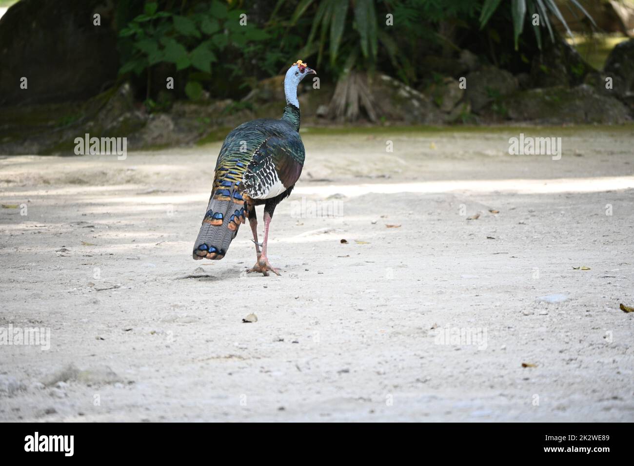 Turkey Back Open A back view of ocellated turkey standing on sandy ground Stock Photo ...