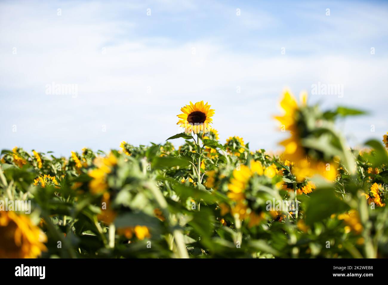 A closeup shot of common sunflowers growing in the field Stock Photo ...