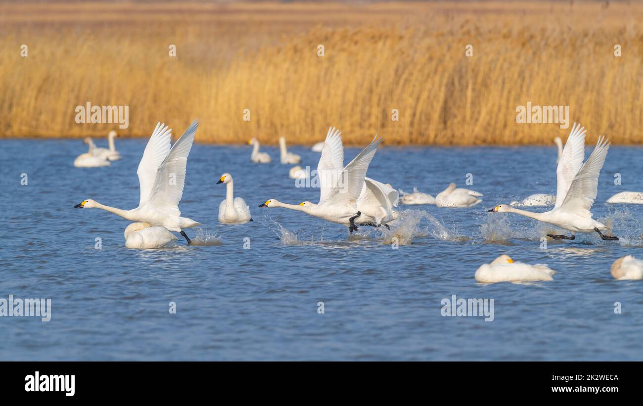 A view of flock of swans flying over water surrounded by grass Stock ...