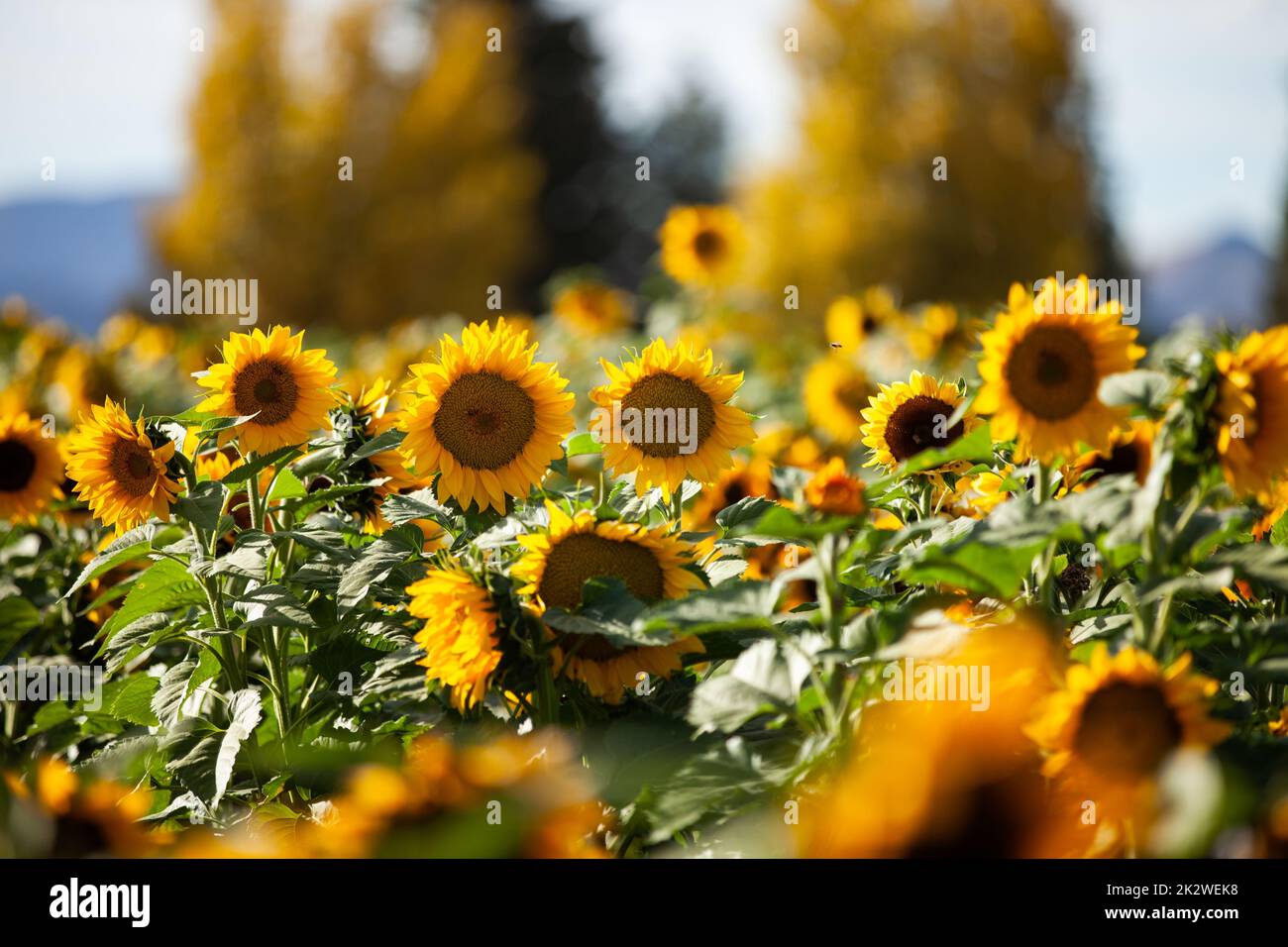A closeup shot of common sunflowers growing in the field Stock Photo ...
