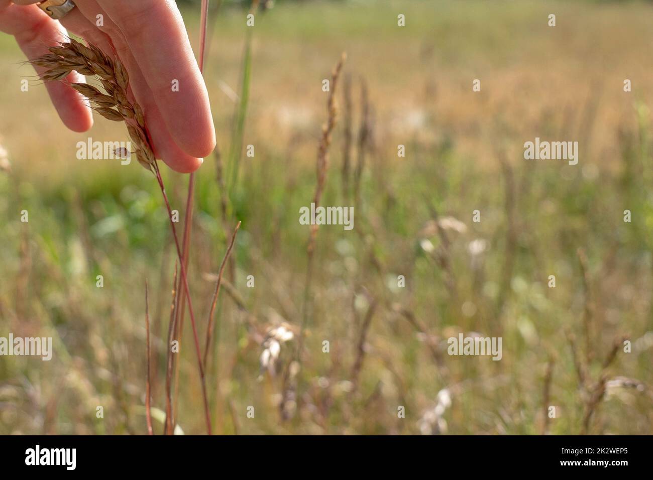 Closeup hand touching reeds hi-res stock photography and images - Alamy