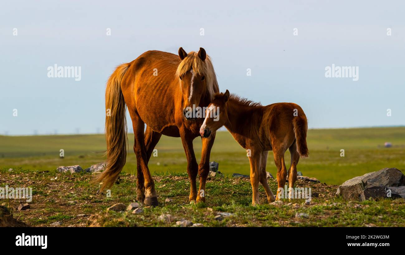 The beautiful brown horses standing in the green field Stock Photo - Alamy