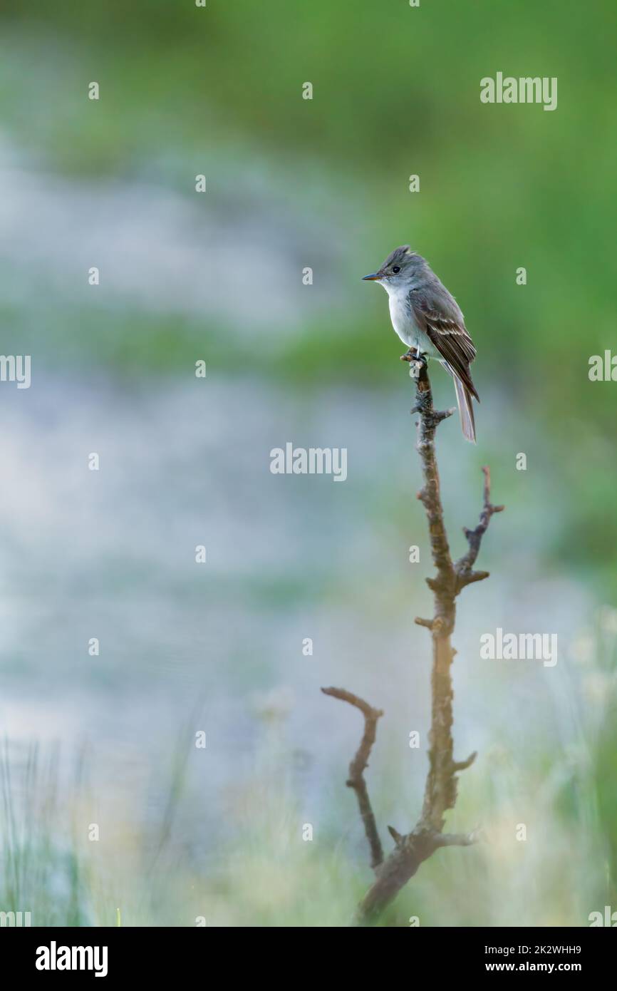 A Western Wood-Pewee bird perching on a branch Stock Photo