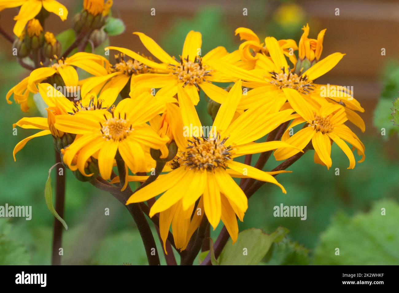Ligularia dentata flowers in the garden, close up shot Stock Photo