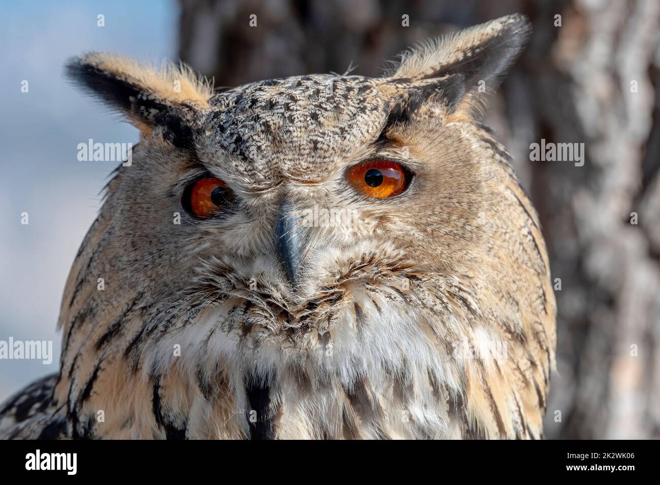 Great horned owl Virginia owl Stock Photo Alamy