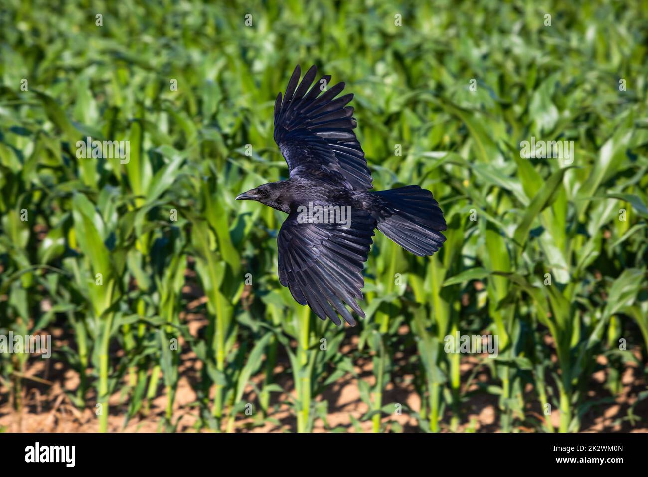 crow with spread wings soars above corn field Stock Photo