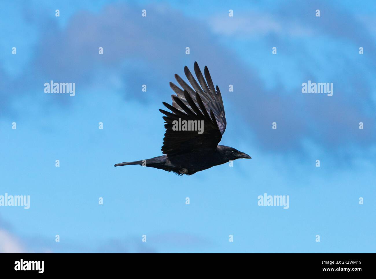 crow flying in blue sky seen from the side Stock Photo