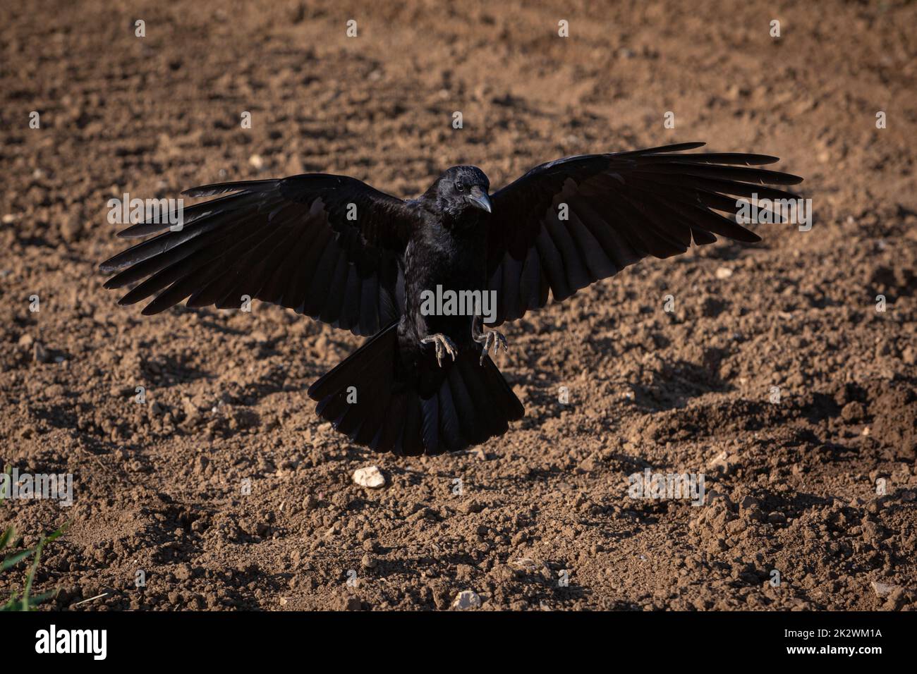 carrion crow landing with spread wings Stock Photo