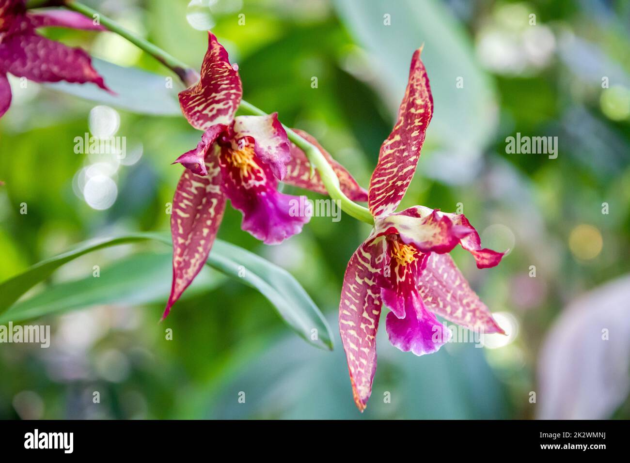Rare floral species hi-res stock photography and images - Alamy