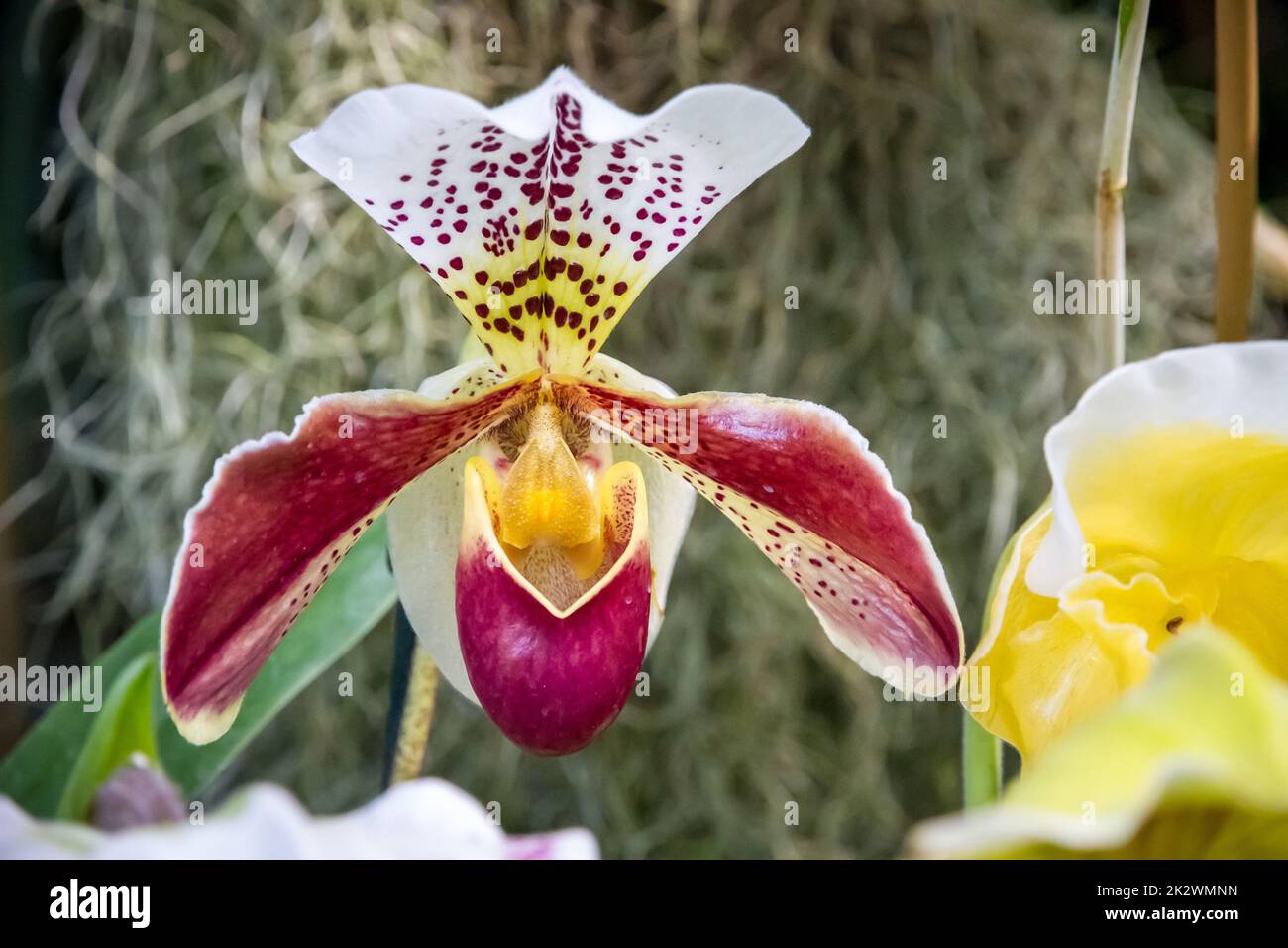 Orchid flower, Hybrid American Paphiopedilum Stock Photo