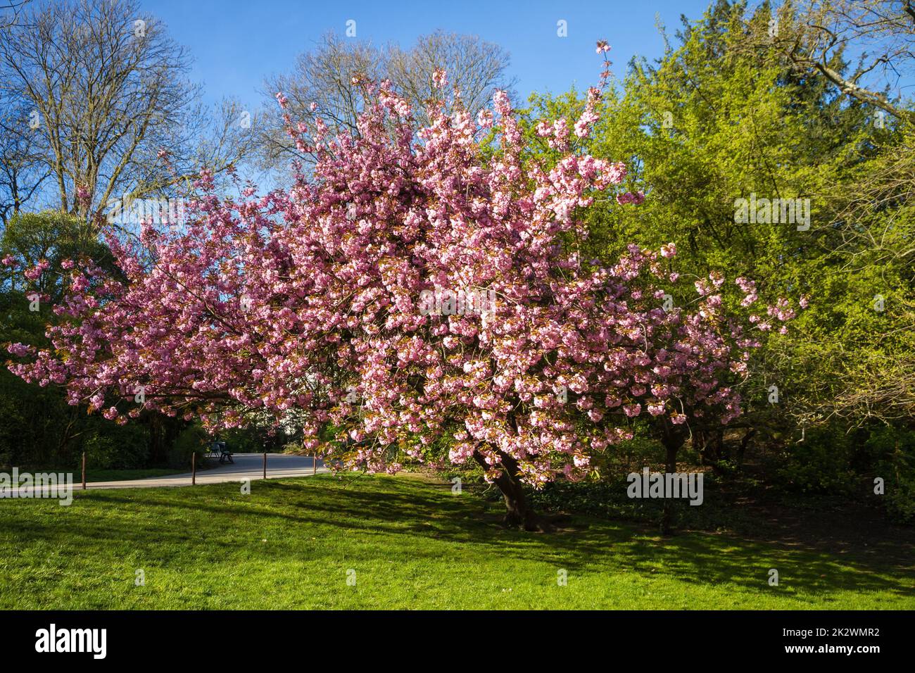 Japanese cherry blossom in spring Stock Photo - Alamy