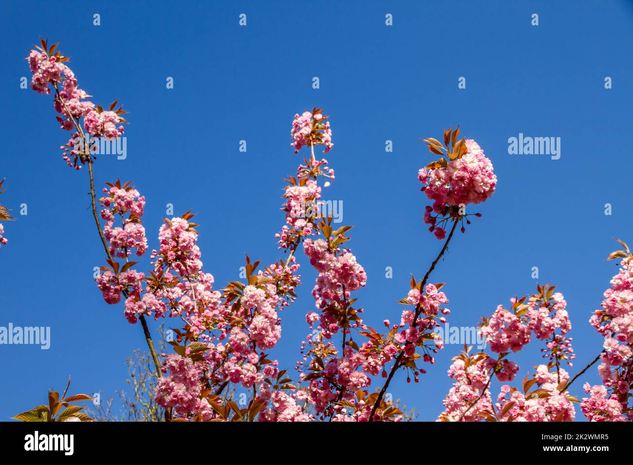 Japanese cherry blossom branch in spring Stock Photo - Alamy