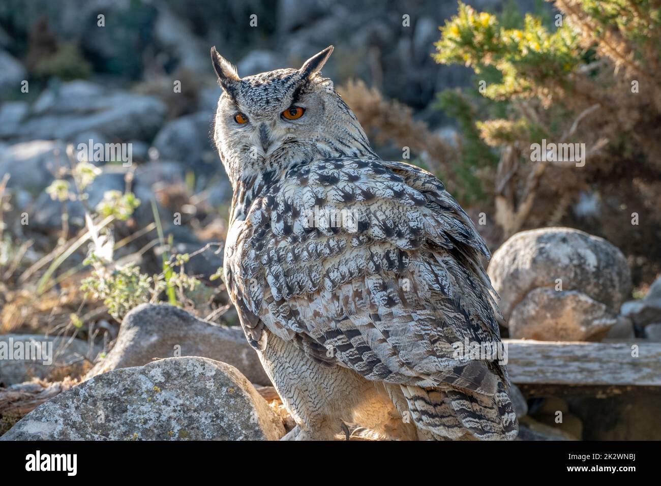Great horned owl Virginia owl Stock Photo Alamy